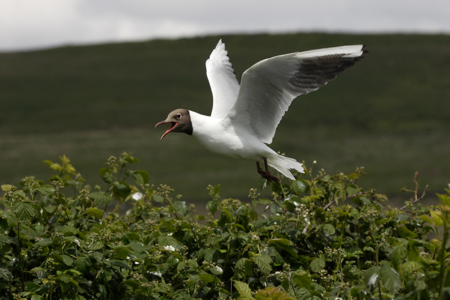 Black Headed Gull