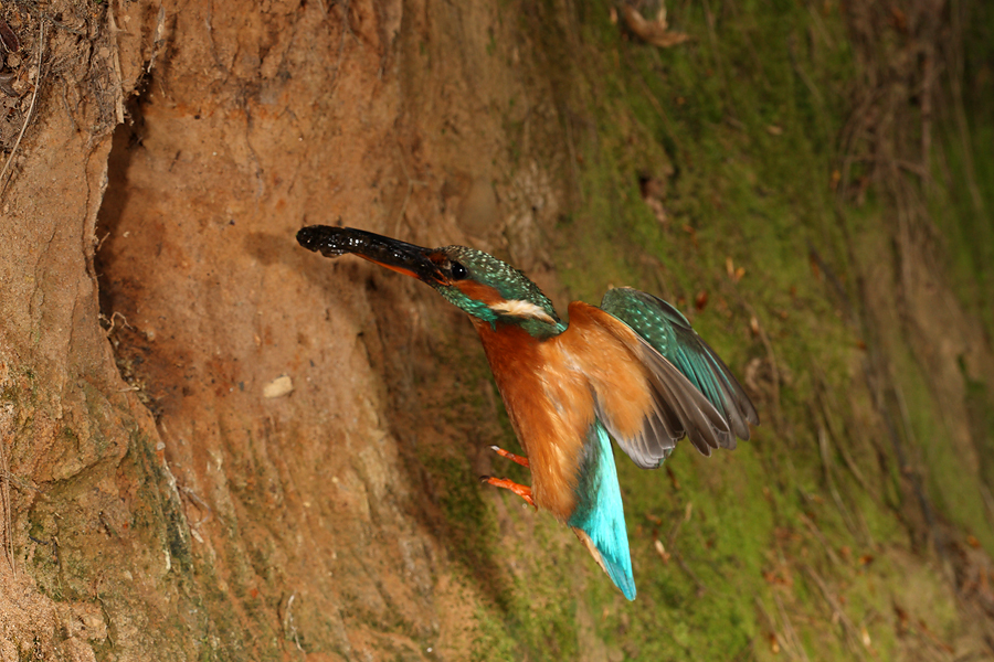 Female Kingfisher in flight