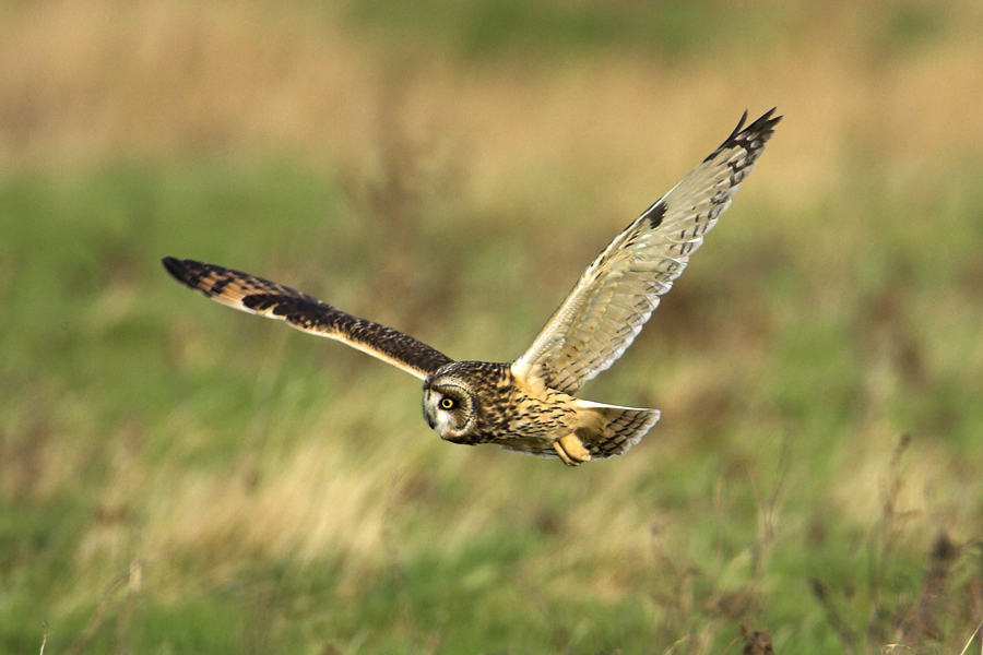 Short Eared Owl