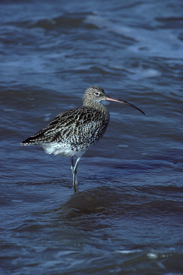 Curlew