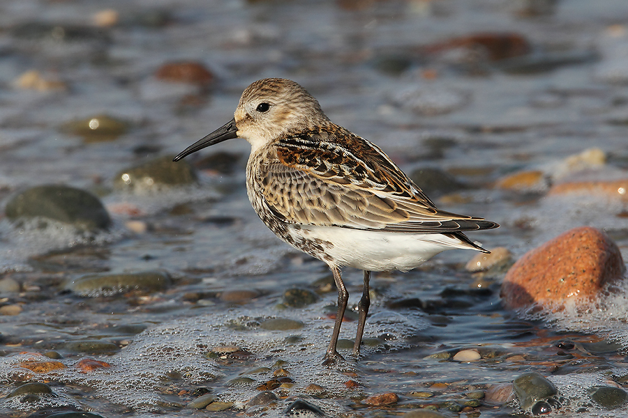 Dunlin
