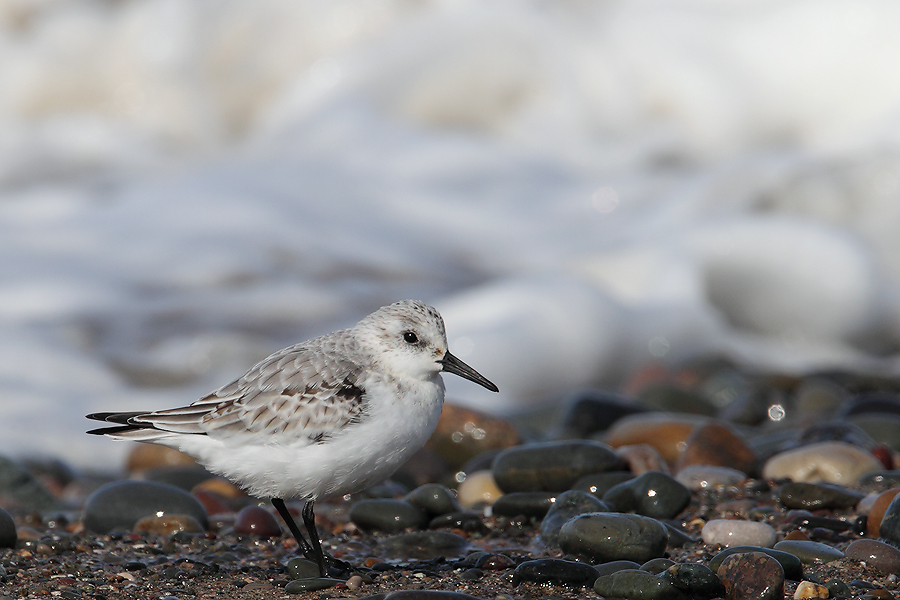 Sanderling