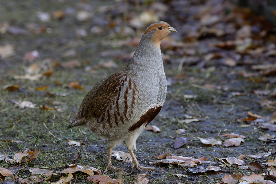 Grey Partridge