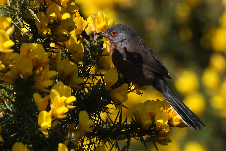 Dartford Warbler