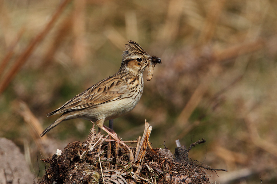 Woodlark