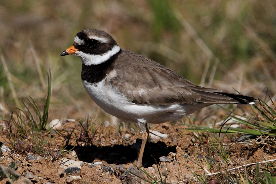 Ringed Plover