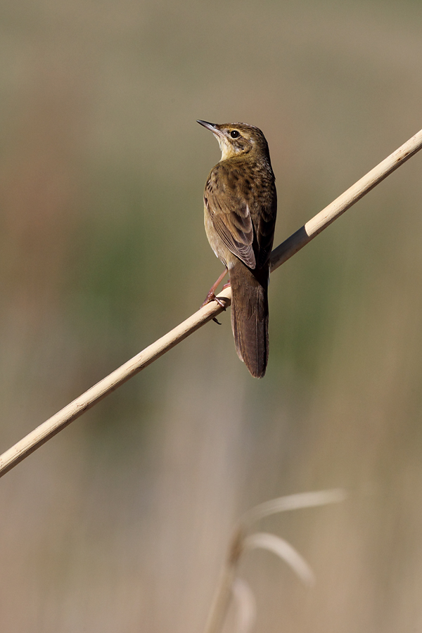 Grasshopper Warbler