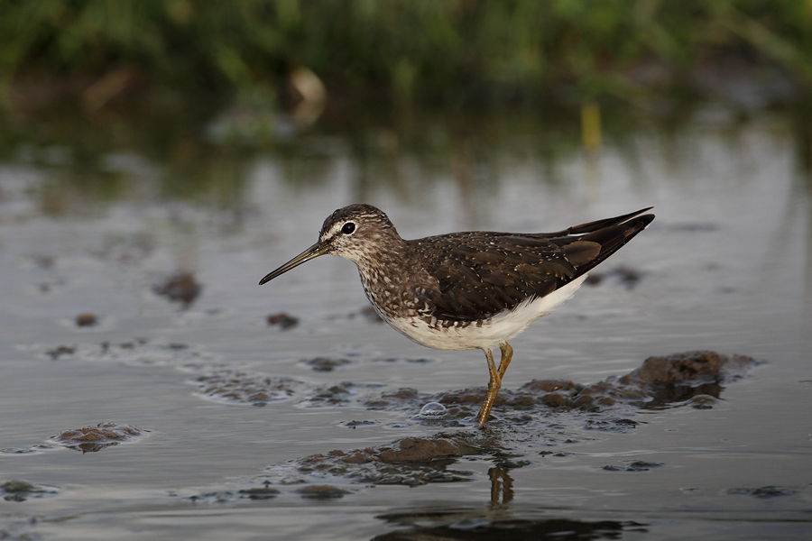 Green Sandpiper