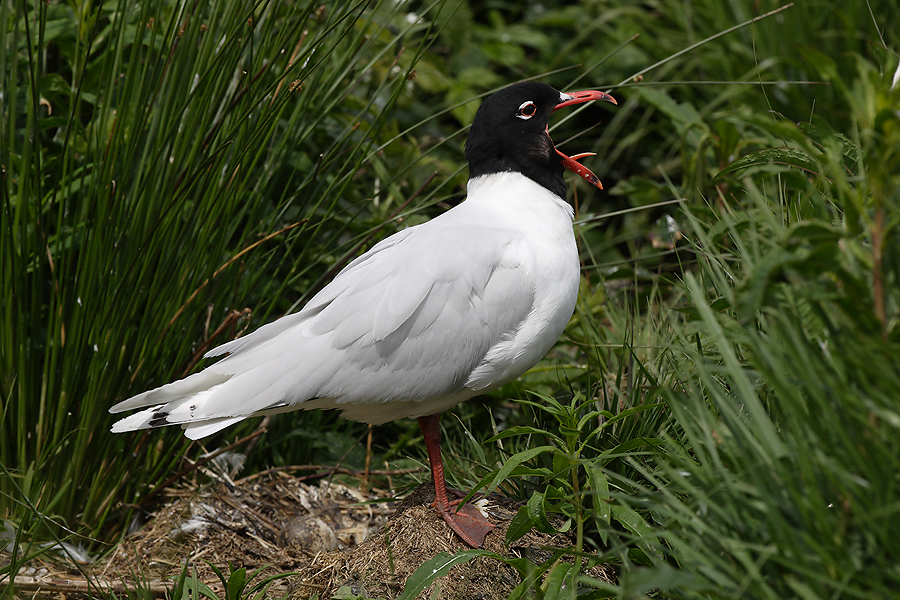 Mediterranean Gull