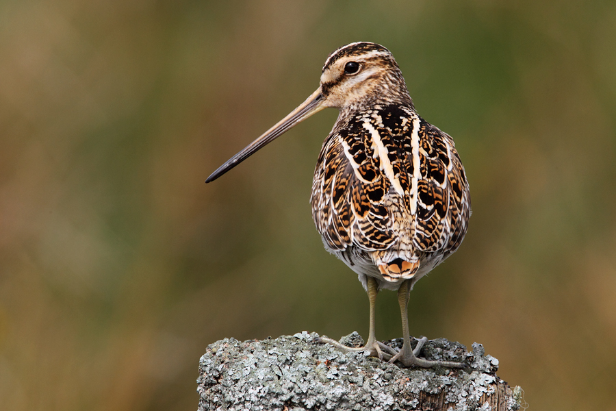 Snipe
