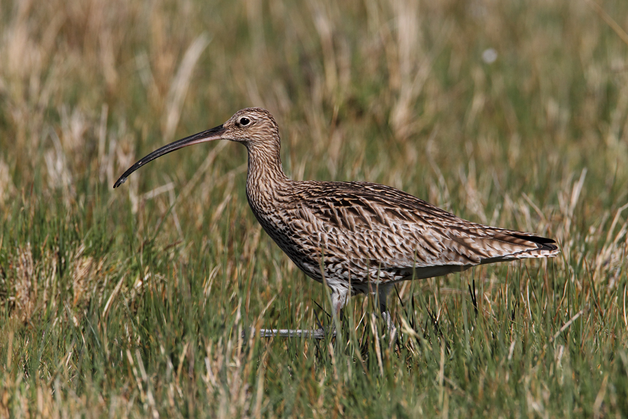 Curlew