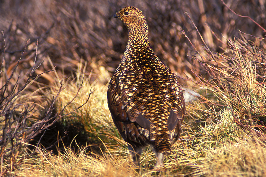 Female Red Grouse