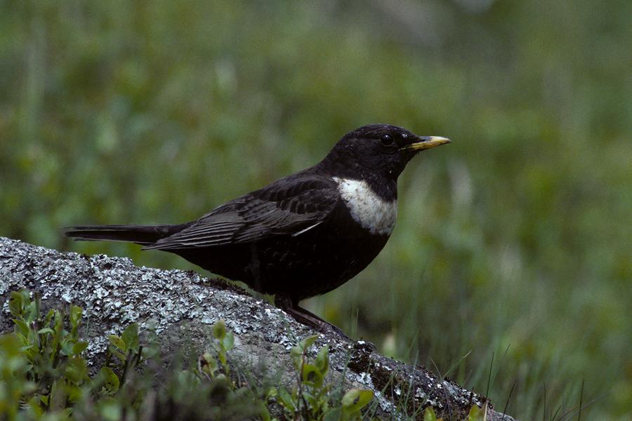 Male Ring Ouzel