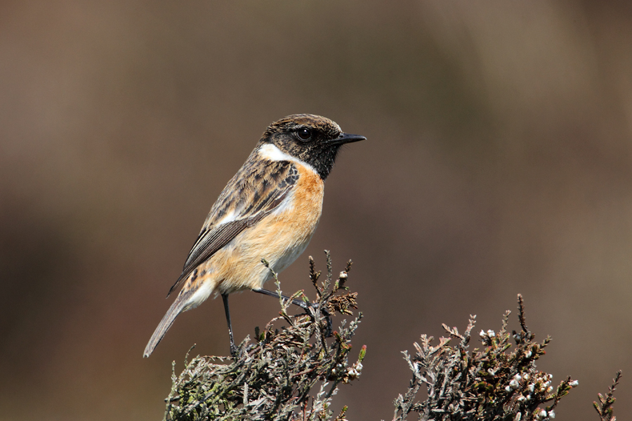 Cock Stonechat