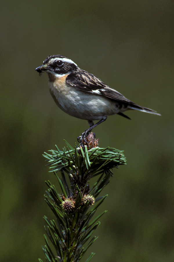 Cock Whinchat