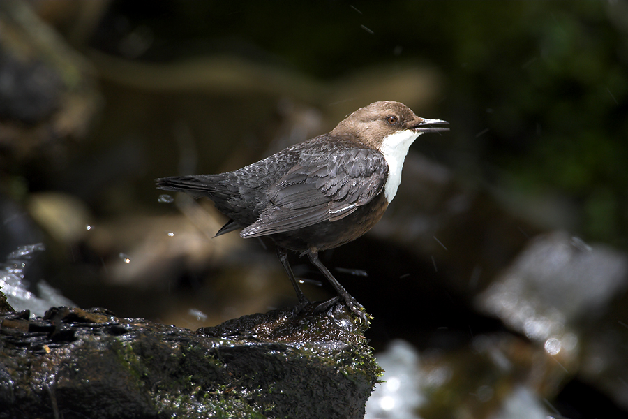 Dipper