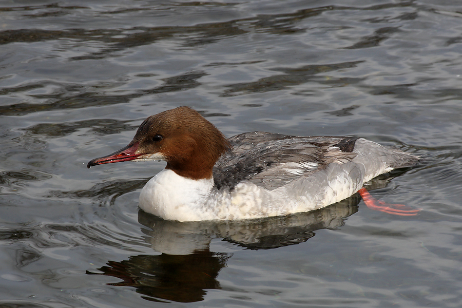 Female Goosander