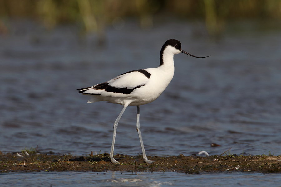 Avocet