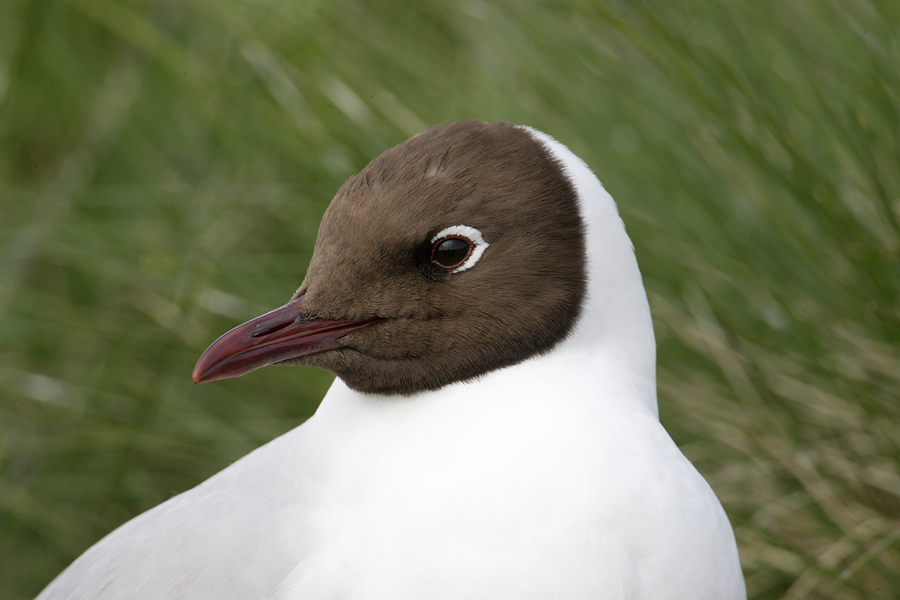 Black Headed Gull
