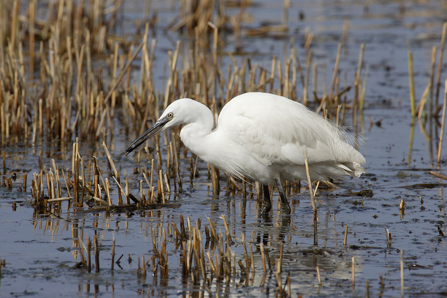 Little Egret