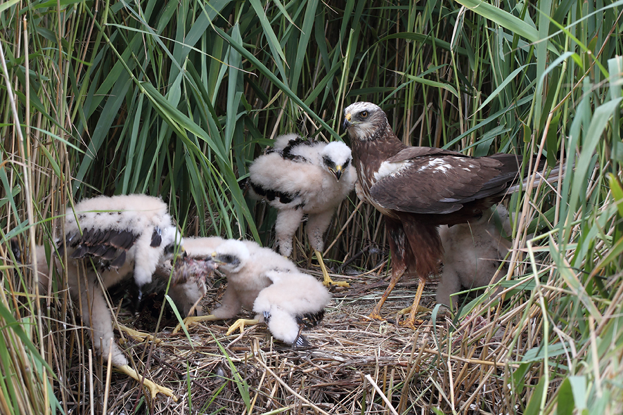 Marsh Harrier
