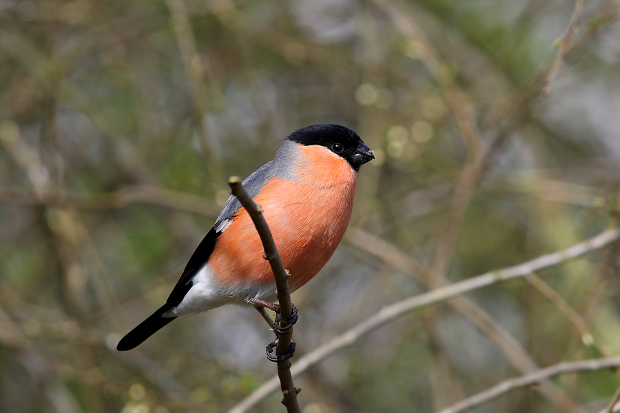 Bullfinch