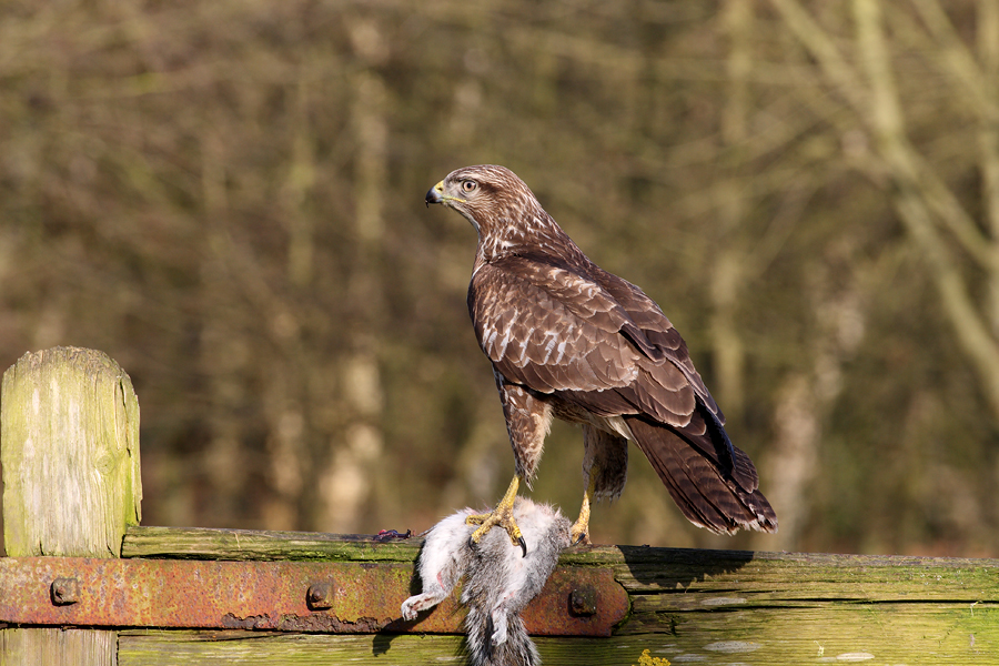 Buzzard