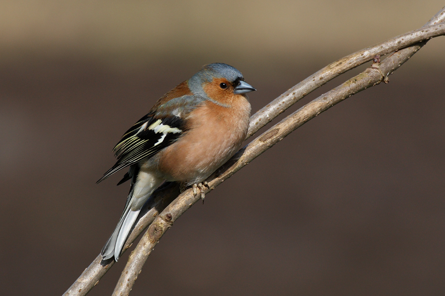 Chaffinch