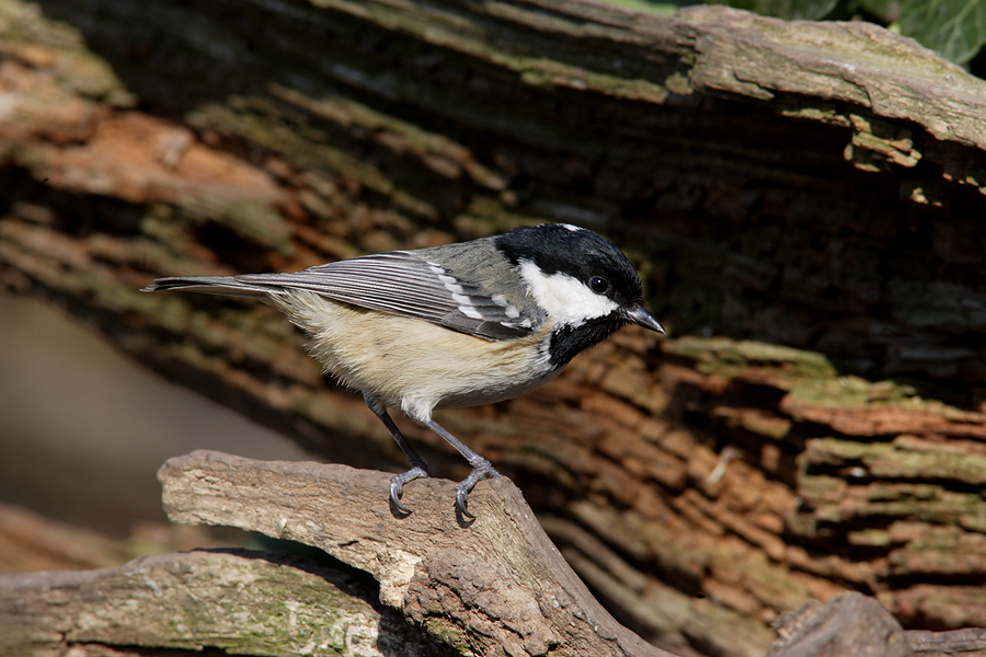 Coal Tit