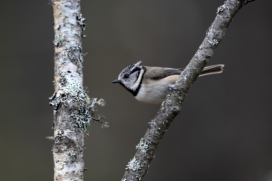 Crested Tit