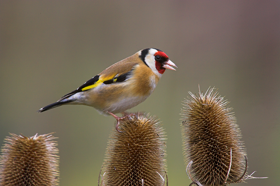 Goldfinch