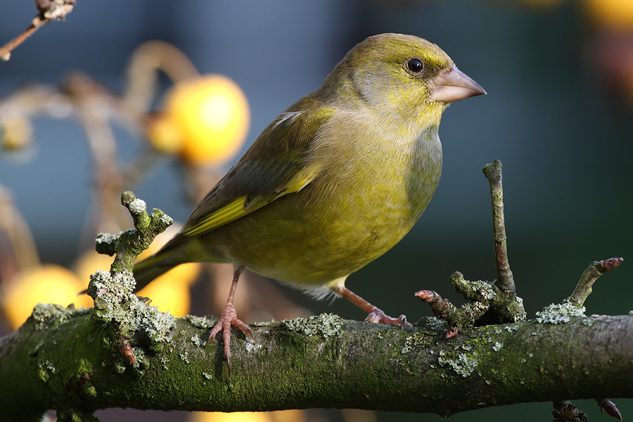 Greenfinch