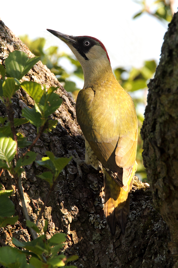 Green Woodpecker