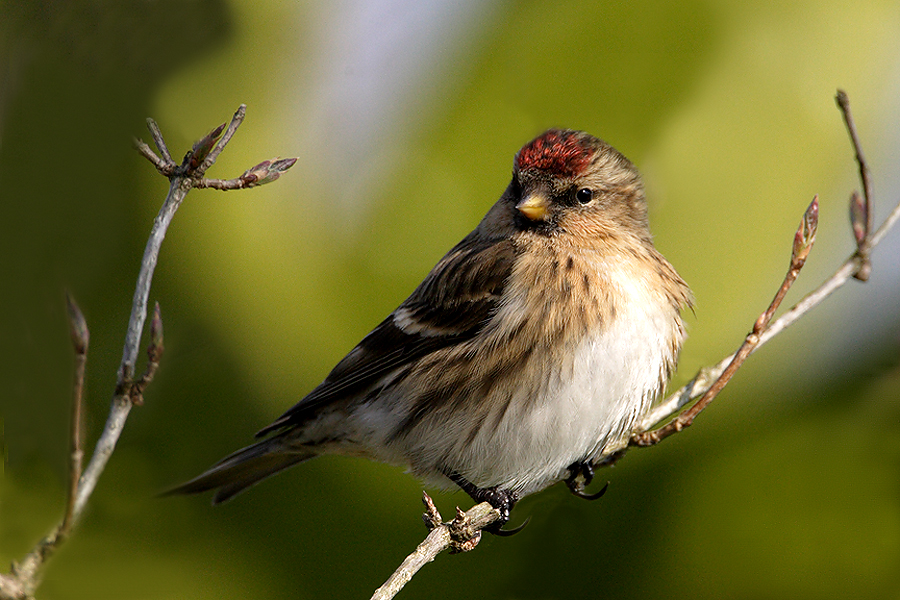 Lesser Redpoll