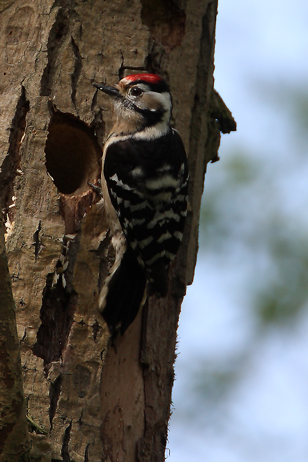 Lesser Spotted Woodpecker