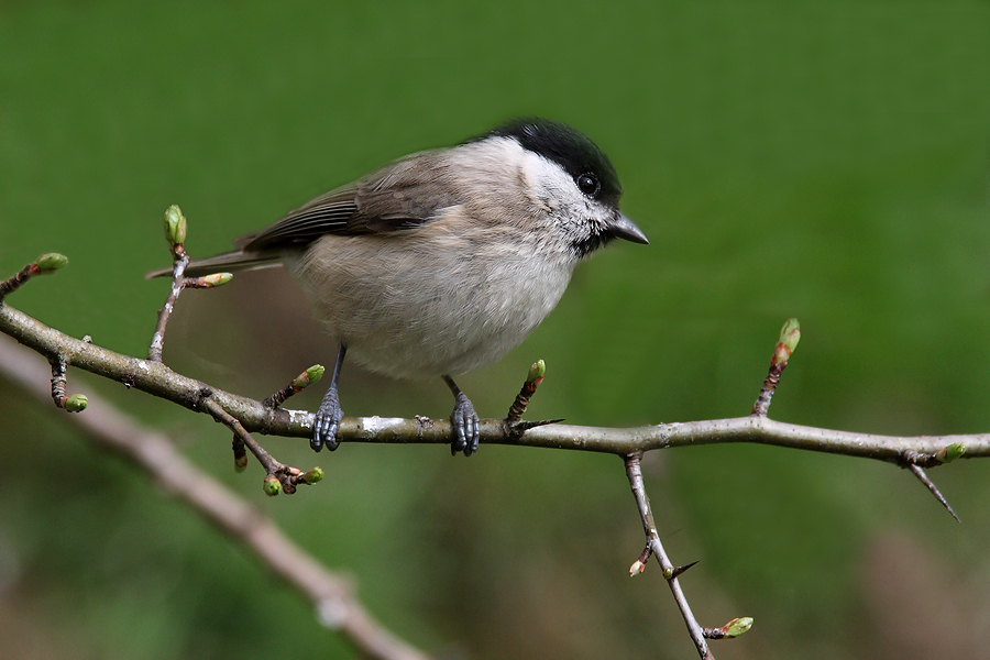Marsh Tit