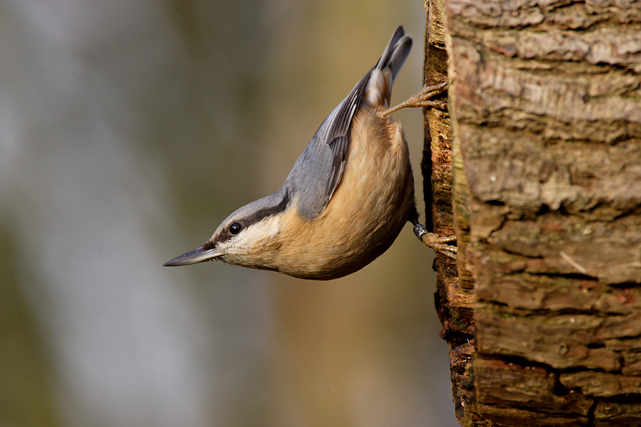 Nuthatch