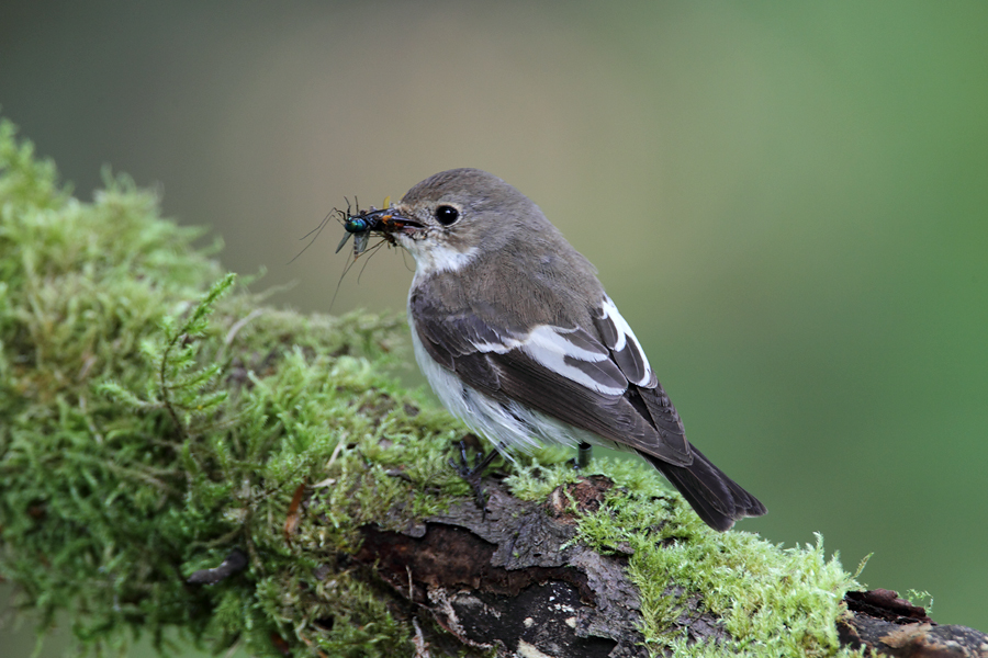 Female Pied Flycatcher