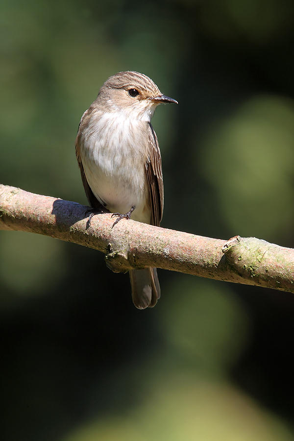 Spotted Flycatcher