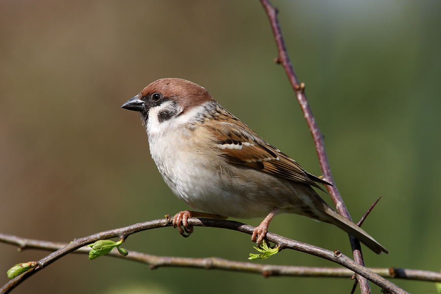 Tree Sparrow