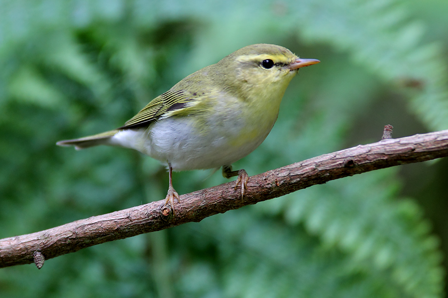Wood Warbler