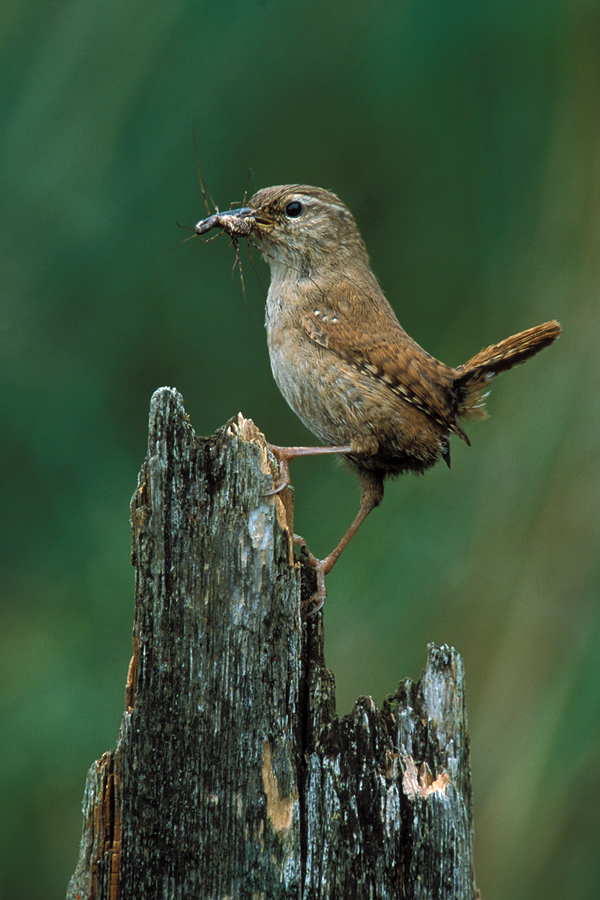 Wren